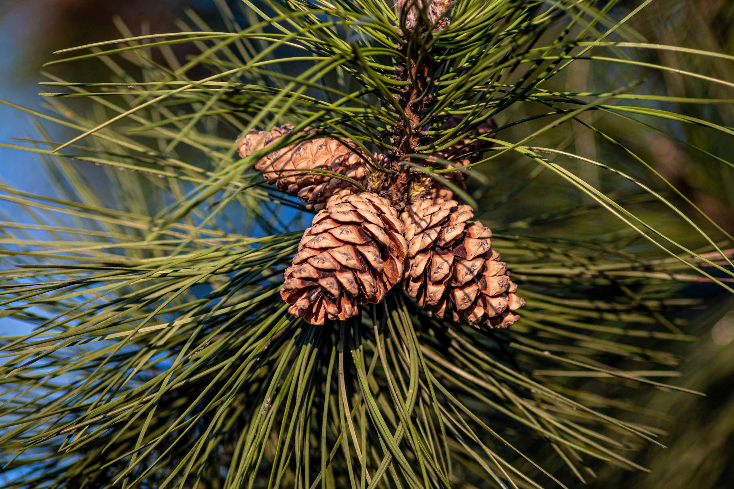 Arvore Gimnospermas Gimnospermas E Angiospermas Uma Hist ria De